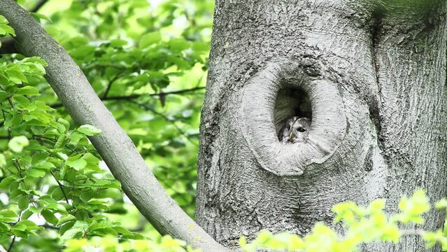 Eurasian jay (Garrulus glandarius) attacked Tawny owl (Strix aluco) in his hollow tree, Hesse, Germany, Europe