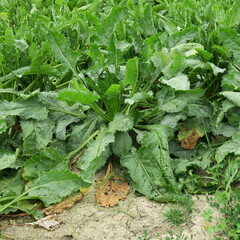 Champs de betteraves sucri&egrave;res