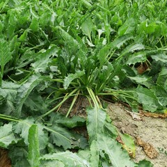 Champs de betteraves sucri&egrave;res