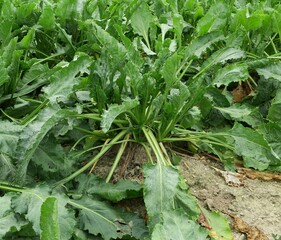 Champs de betteraves sucri&egrave;res