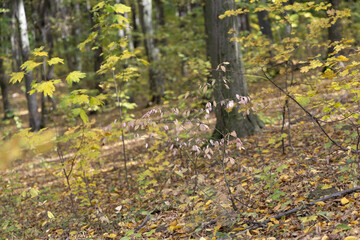 Autumn forest in a sunny day