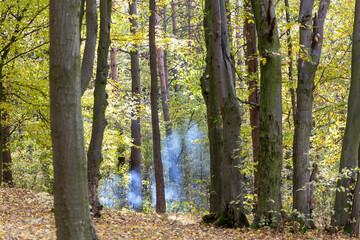 Naklejka premium Autumn forest in a sunny day