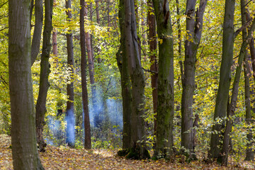 Autumn forest in a sunny day