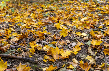 Fallen dry leaves in the autumn forest