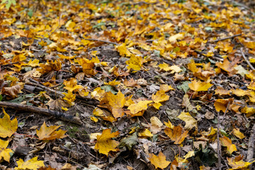 Fallen dry leaves in the autumn forest