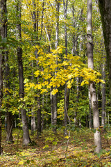 Obraz premium Autumn forest in a sunny day