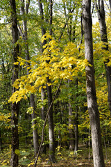 Autumn forest in a sunny day