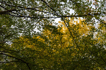 Fototapeta premium Yellow leaves on trees in autumn