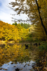 Autumn forest near a small lake