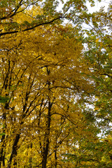 Yellow leaves on trees in autumn