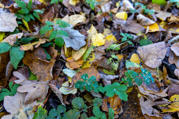 Fallen dry leaves in the autumn forest