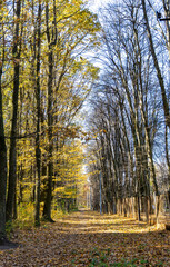Autumn forest in a sunny day