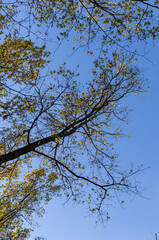 Yellow leaves on trees in autumn