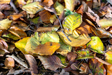 Fallen dry leaves in the autumn forest