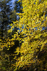 Colorful bright leaves on trees in autumn