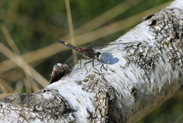 Große Moosjungfer - 