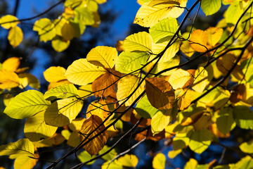 Bright yellow leaves on autumn trees
