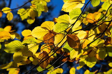 Bright yellow leaves on autumn trees