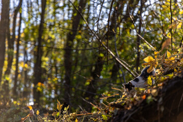Black cat on a walk in the park