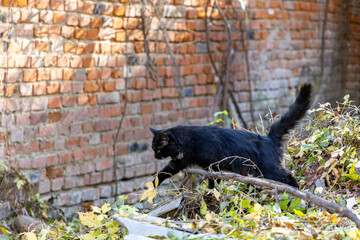 Black cat on a walk in the park