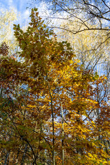 Fototapeta premium Colorful bright leaves on trees in autumn