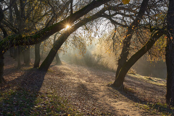 autumn sunny morning in the forest