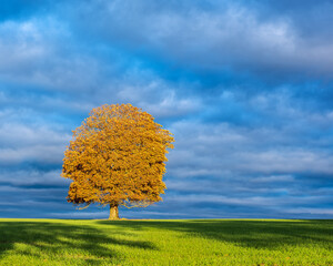 Chestnut Tree in Green Field during Autumn, Leaves changing colour, dramatic Lighting and stormy Clouds