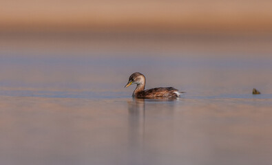 Little Grebe (Tachybaptus ruficollis) is lives in suitable wetlands in America, Asia, Europe and Africa. It is usually seen on lake shores. Sometimes they eat fish.
