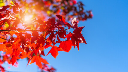 Autumn leaves of red color maple tree, fall season change blur background, view under tree looking...