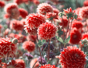 Red dahlia flowers. Beautiful red flowers in full bloom on green leaves background. Autumn chrysanthemum. Red flowers meadow. Autumn landscape with dahlias. Fall bloom. Vintage colors aesthetic.  © SveM