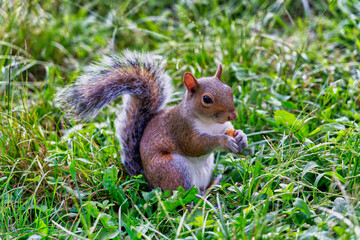 squirrel eating on the grass