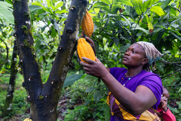 Mother with baby strapped to her back picking ripe yellow cocoa pods from the tree