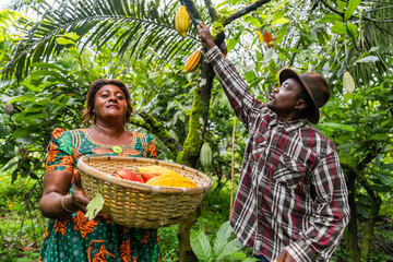 Cocoa pickers at work, one holds the basket and the other cuts the pods on a high branch