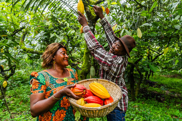 Two fellow African cocoa pickers joke with each other as they pick. Harvesting concept