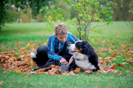 Outdoor portrait of boy with bernese mountain dog in autumn. Friendship of teenager with pet.