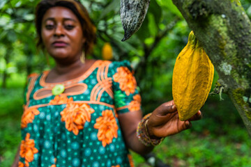 Middle age African woman in the cocoa field touches a ripe yellow pod attached to the tree