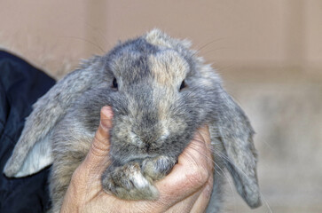 funny rabbit puppy front view