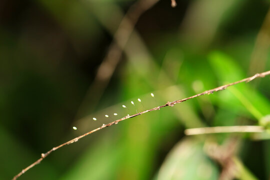 細茎に直立して産みつけられた1mmほどの美しいクサカゲロウの卵（自然光＆ストロボ・マクロレンズ接写）