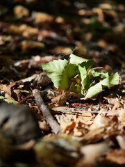 Macro of dry autumn leaves
