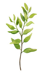 Fototapeta premium Branch with lush green foliage. Watercolor botanical illustration. Isolated element for packaging design, logo, cards, wedding print, invitations, advertising, etc. 