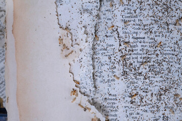 Damaged paper eaten by termite or white ant, top view