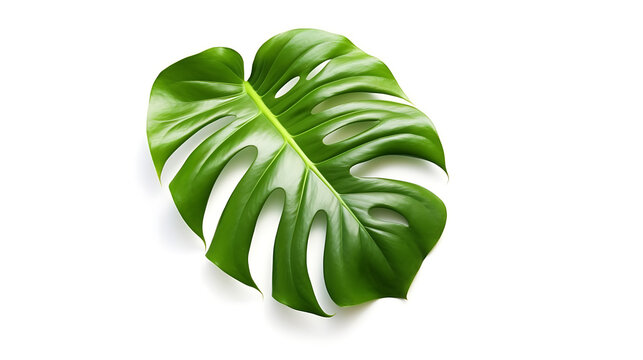Green tropical leaf Monstera on white background