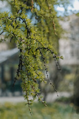 Fluffy fresh branches of larch. Close-up.