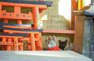 京都 夏の伏見稲荷大社に暮らす可愛らしい黒い子猫