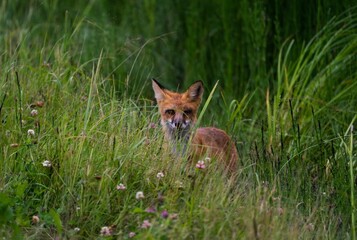 Young fox in the wild among the tall grass and weeds
