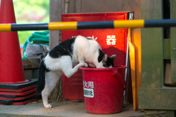 京都 伏見稲荷大社にて、消火用バケツの水を飲む野良猫
