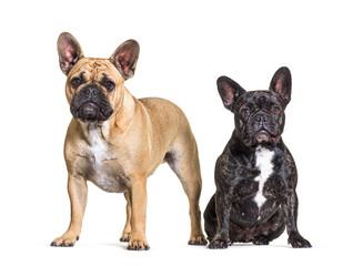 Two French bulldogs  dog sitting, isolated on white