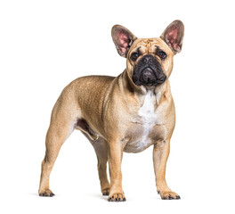 Obraz premium French bulldog dog standing isolated on white