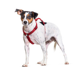 Mixedbreed dog dog standing isolated on white