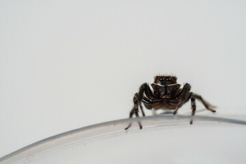 カメラを見て驚く様子が可愛らしいハエトリグモ